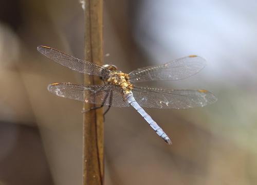 Réf. 279 098 : Orthetrum coerulescens